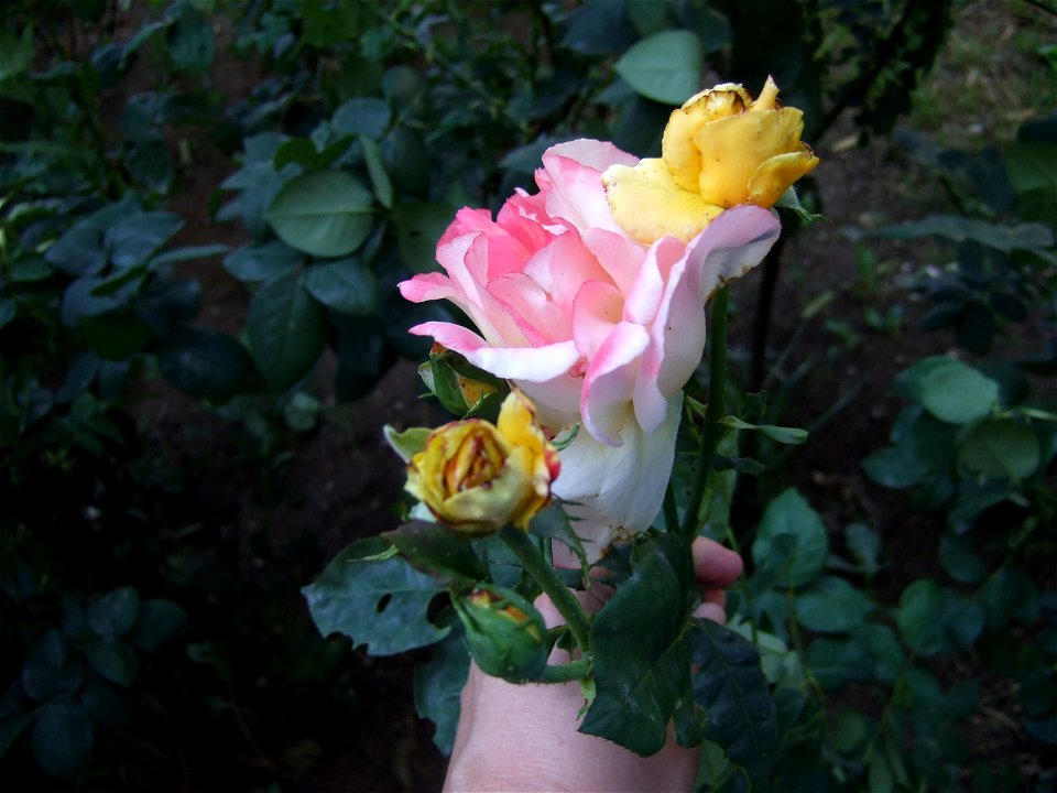 tradAliulia2009_0613_103224