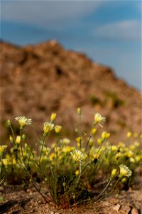 Desert dandelions photo