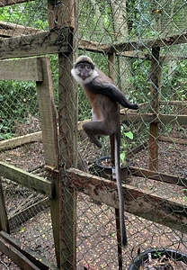 Monkey wire mesh grimace photo