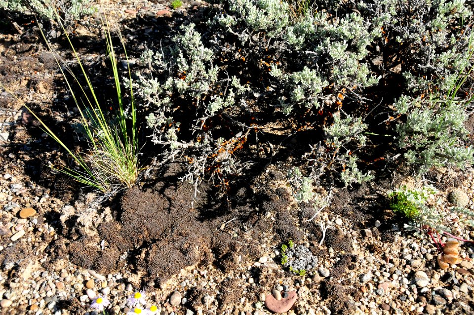 Biological Soil Crust at Seedskadee National Wildlife Refuge Wyoming