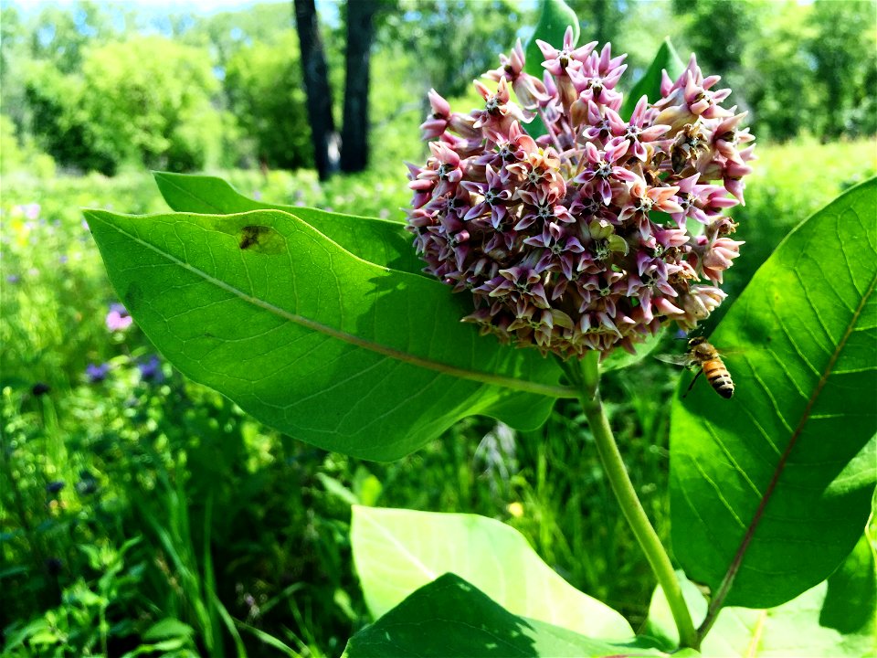 Pollinators at Garrison Dam National Fish Hatchery