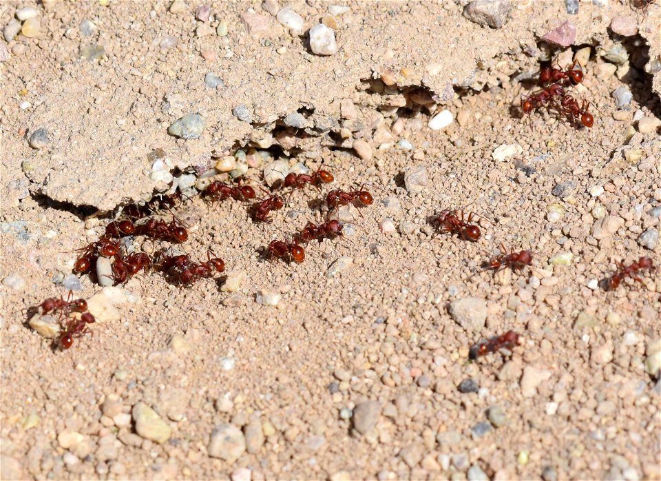 Western Harvester Ant (Pogonomyrmex occidentalis) at Seedskadee National Wildlife Refuge Wyoming