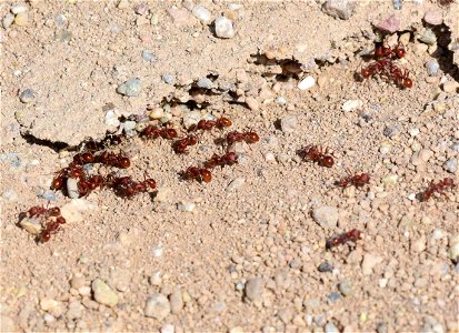 Western Harvester Ant (Pogonomyrmex occidentalis) at Seedskadee National Wildlife Refuge Wyoming photo
