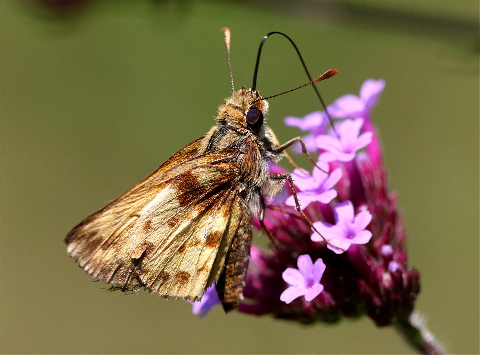SKIPPER, ZABULON (Poanes zabulon) (06-02-2023) very worn male, powerlines, duke forest, orange co, nc -02