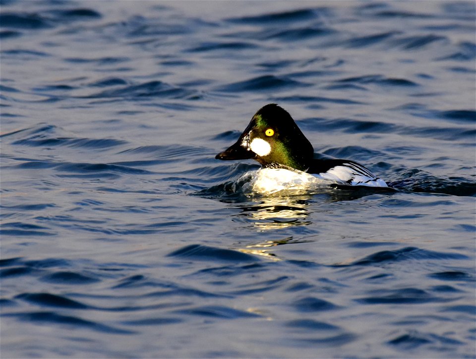 Common goldeneye at Seedskadee National Wildlife Refuge
