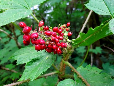 Devil's club berries, Mt. Baker-Snoqualmie National Forest. Photo by Anne Vassar July 21, 2021.
