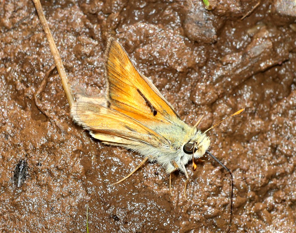 SKIPPER, LINDSEY'S (Hesperia  lindseyi) (06-15-2022) rattlesnake spring, copco road, jackson co, or -06