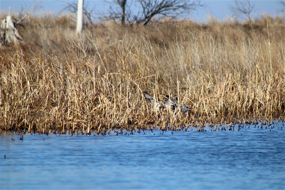 Northern Harrier Owens Bay Lake Andes National Wildlife Refuge South Dakota photo