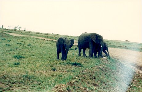 Kenya Safari 1994 (18) photo