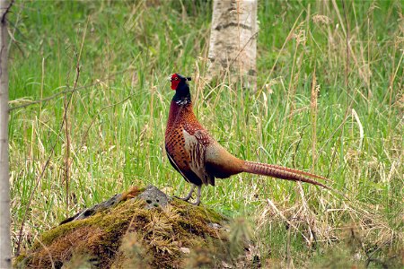 Common pheasant photo