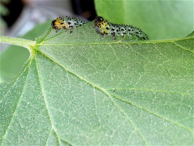(Hymenoptera: Tenthredinidae) Nematus ribesii, Krusbärsstekel / Gooseberry sawfly
