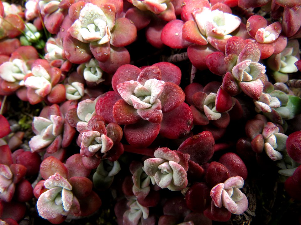 Sedum spathulithfolium (Broad-leafed stonecrop) (03-27-2022) from the south lookout point -04 (ID UNCERTAIN)