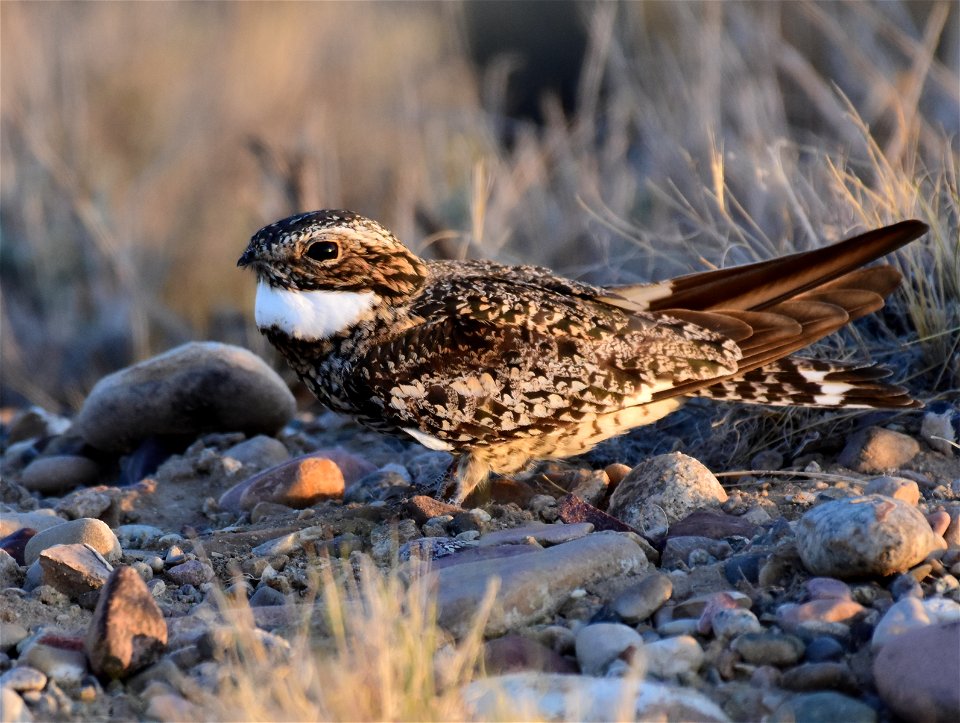 Common nighthawk at Seedskadee National Wildlife Refuge