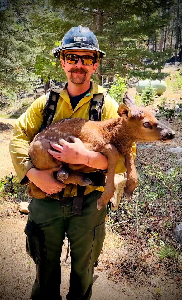 Elk Calf and Firefighter