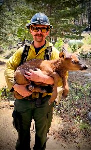 Elk Calf and Firefighter photo