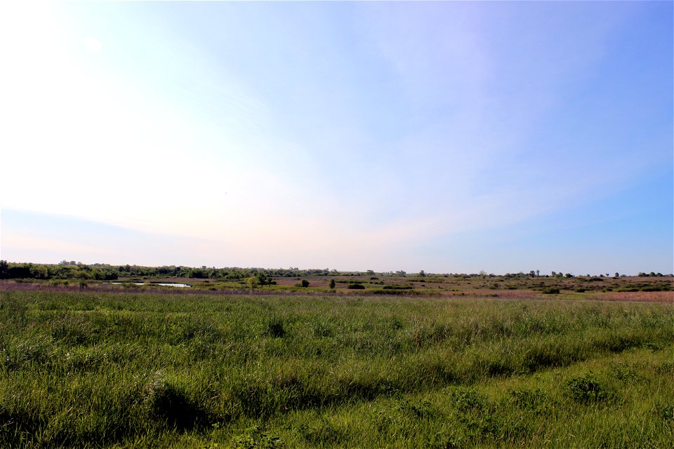 Prairie Conservation through Grazing