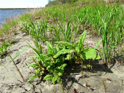 Wild rhubarb 1