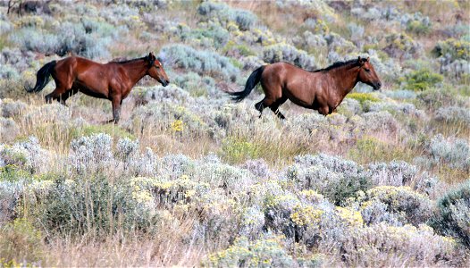 Wild Horses at Twin Peaks HMA photo