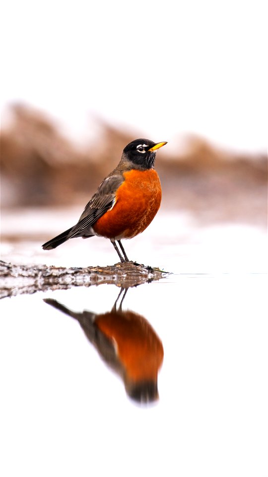 American robin