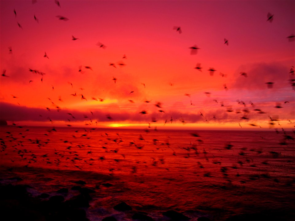 Seabirds at Sunset on Buldir