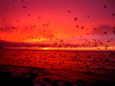 Seabirds at Sunset on Buldir