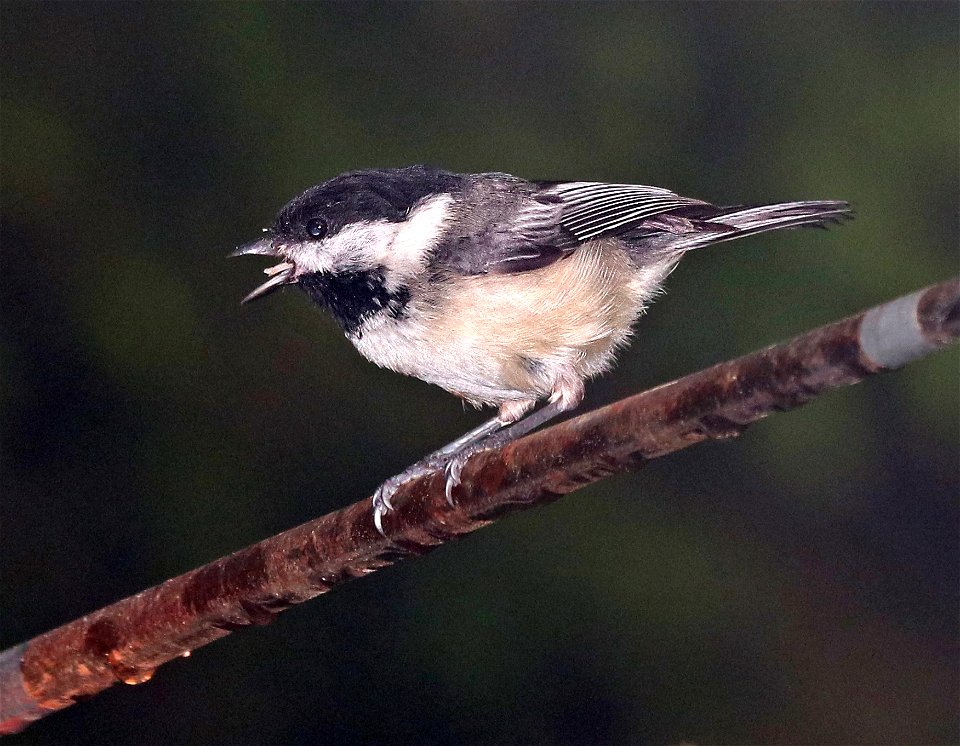 672 - BLACK-CAPPED CHICKADEE (5-27-2021) yard, crescent city, del norte co, ca -01