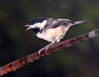 672 - BLACK-CAPPED CHICKADEE (5-27-2021) yard, crescent city, del norte co, ca -01