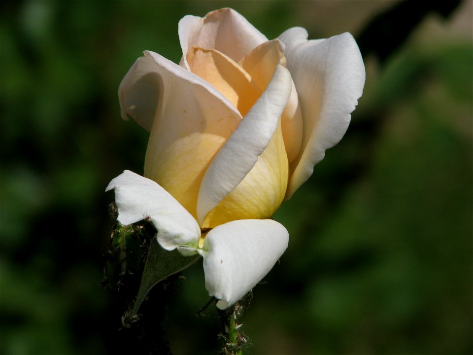 trandaf2009_0528_095103