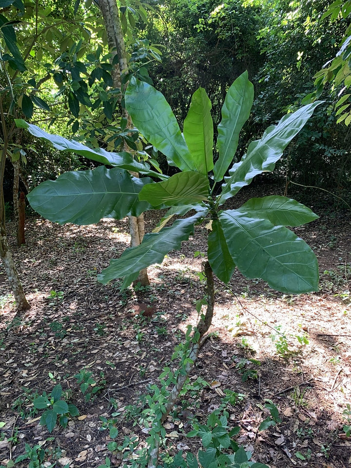 Green leaf plant tree