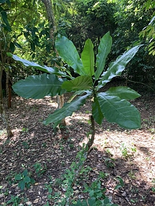 Green leaf plant tree