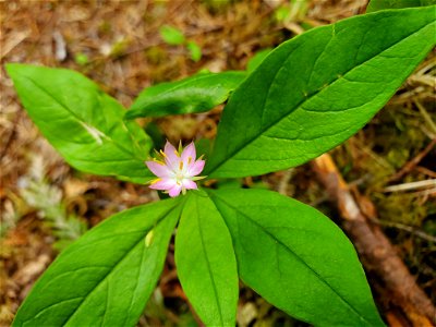 Pacific starflower along the Old Sauk Trail, Mt. Baker-Snoqualmie National Forest. Photo by Anne Vassar May 17, 2021.