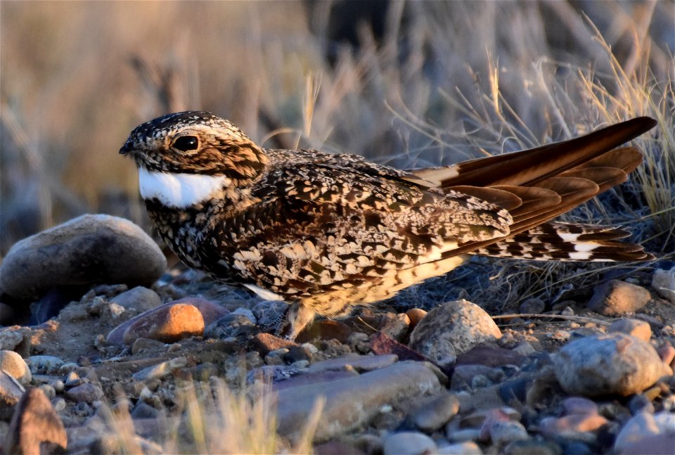 Common nighthawk at Seedskadee National Wildlife Refuge