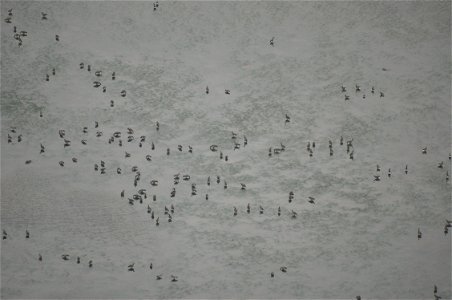 Cackling geese in Izembek lagoon photo