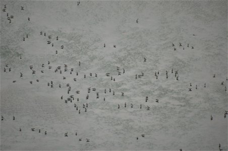 Cackling geese in Izembek lagoon