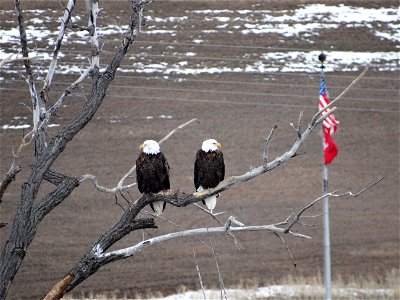 A Patriotic Pair Lake Andes Wetland Management District South Dakota