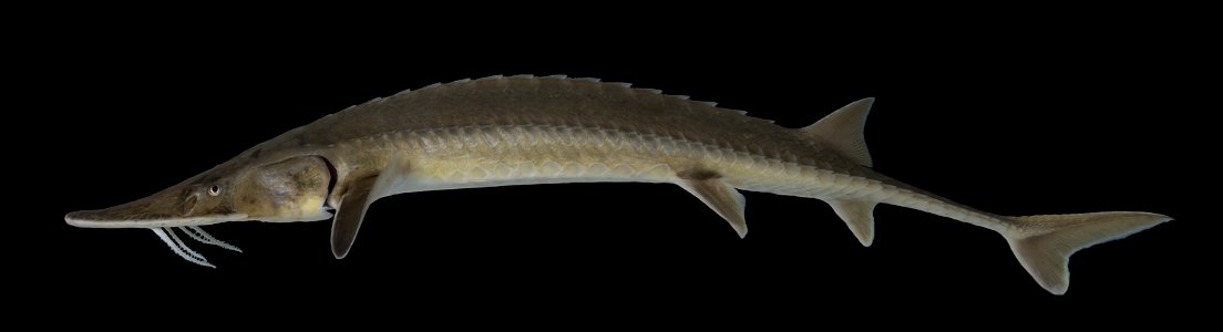 Shovelnose Sturgeon (Scaphirhynchus platorynchus)