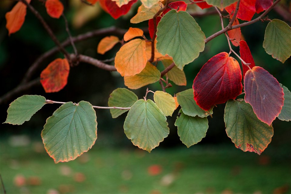 Foveon garden photo