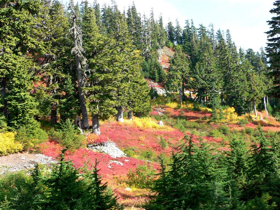 20121011_Fall_Colors_and_Forest_byMagentaWidner