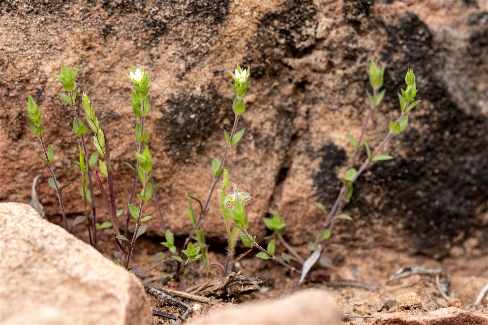 Arenaria serpyllifolia