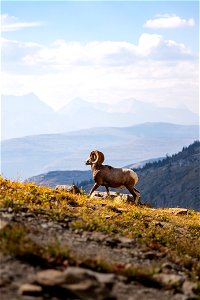 A Bighorn Sheep Ram Walks Uphill with Mountains in the Background photo