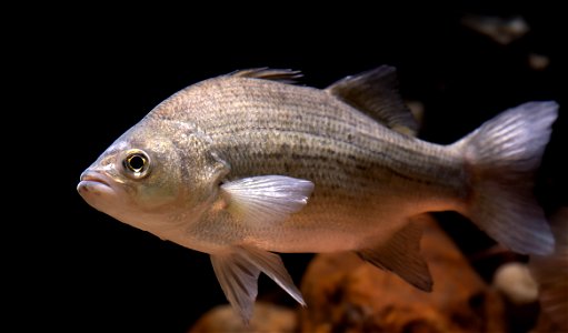 White Bass (orone chrysops)
