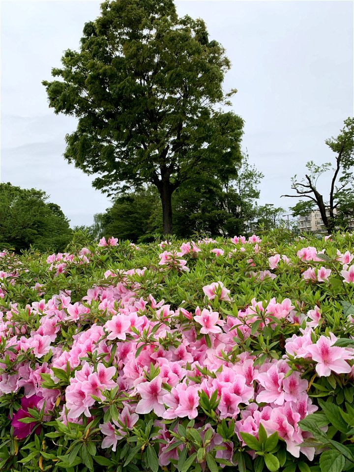Azalea in Higashikurume-shi