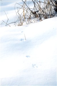 Winter Field MouseTrack photo