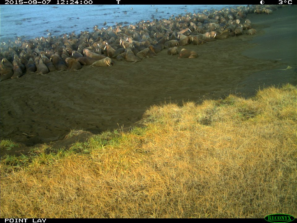 Disturbed Pacific walruses