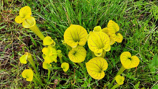 NC 25 - YELLOW PITCHER PLANT (Sarracenia flava) (05-20-2023)green swamp ecological area, brunswick co, nc -03