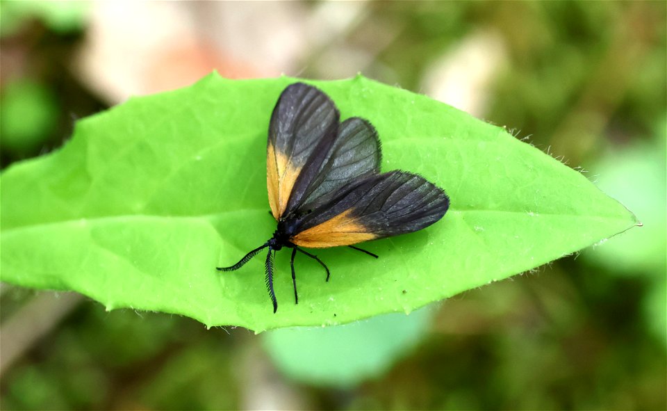 ORANGE-PATCHED SMOKY MOTH(Pyromorpha dimidiata) (05-05-2023) cades cove, great smoky mt nat park, blount co, tn (2)
