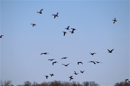 Ibis and Waterfowl Lake Andes Wetland Management District South Dakota photo