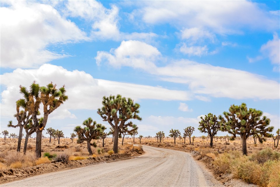 Joshua tree (Yucca brevifolia) forest photo