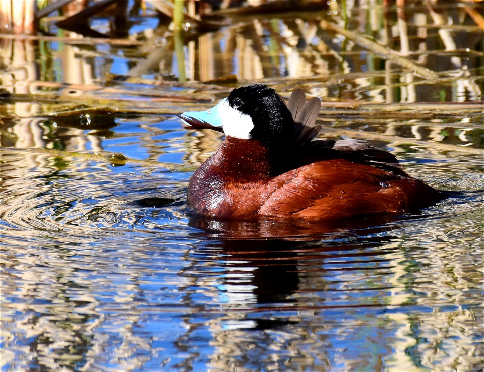 Ruddy duck at Seedskadee National Wildlife Refuge