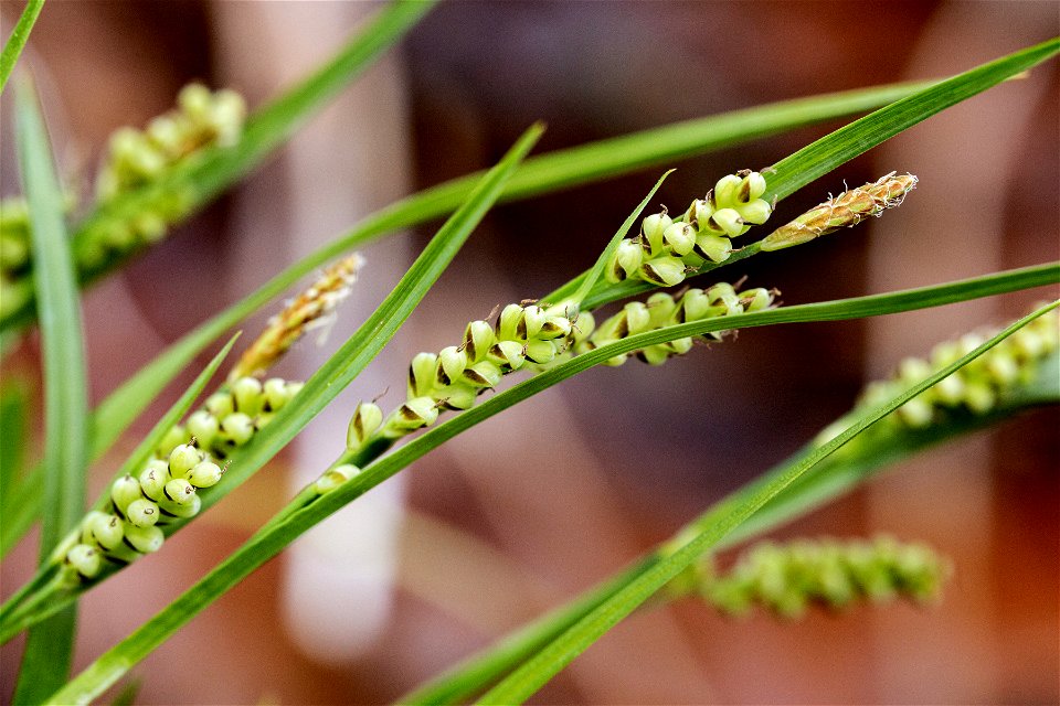 Carex aurea